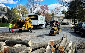 Best Tree and Shrub Care  in , SC