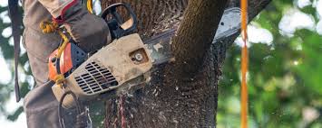 Best Tree Mulching  in , SC