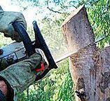 Best Tree Preservation Services  in , SC