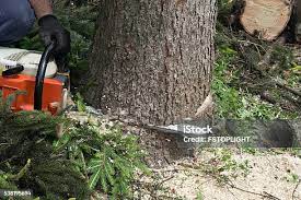 Best Pest Control for Lawns  in , SC
