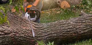 Best Firewood Processing and Delivery  in , SC