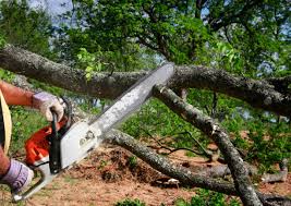 Best Fruit Tree Pruning  in , SC