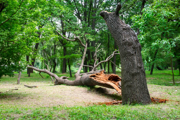  , SC Tree Care Pros